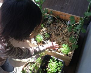 動く土 動く植物２